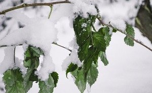 Синоптики дали прогноз на предстоящую зиму в Башкирии