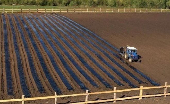 В Татарстане сельхозкультурами засеяна половина от запланированных площадей