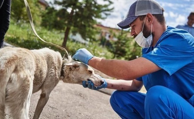 В Кировском и Приволжском районах Казани 30 апреля и 1 мая пройдет вакцинация домашних животных от бешенства