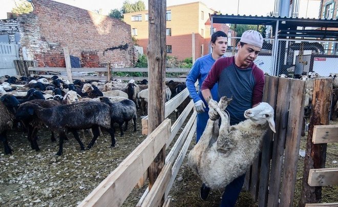 Dum Rt Opredelilo Mesta Dlya Zaboya Baranov Na Kurban Bajram Realnoe Vremya