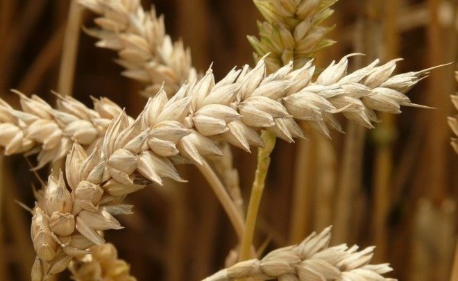 Минсельхоз Татарстана оценил состояние озимых как удовлетворительное