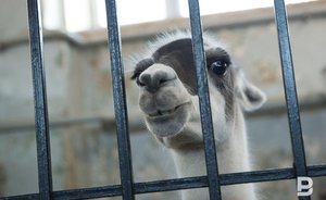 Госкомитет Татарстана хочет забрать диких животных из челнинской школы «Тулпар»