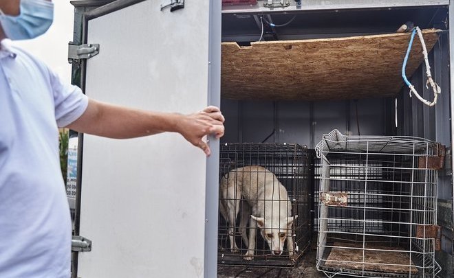 В селе Алексеевского района Татарстана отменили карантин по бешенству животных