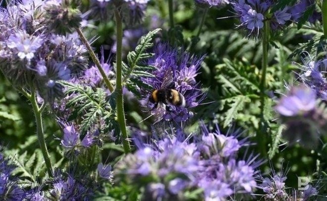 В Госдуме рассказали о праве подать в суд из-за укусов соседских пчел на даче