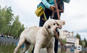 Исследование: 95% татарстанцев увеличили траты на домашних животных