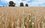 На полях Татарстана завершается уборка зерновых