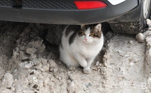 Синоптик пообещал россиянам зимой много оттепелей и сильные похолодания