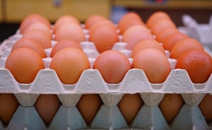 Зараженные птичьим гриппом яйца попали в детские сады и школы Татарстана