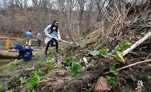 На уничтожение борщевика Сосновского в Высокогорском районе Татарстана выделят 6,4 млн рублей