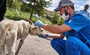 В августе в Казани запланированы четыре выезда мобильного пункта бесплатной вакцинации и стерилизации животных