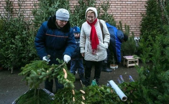 Жители Казани смогут приобрести елки на восьми специализированных ярмарках