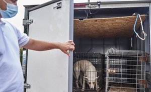 Полномочия регионов России в сфере надзора за бездомными животными расширят