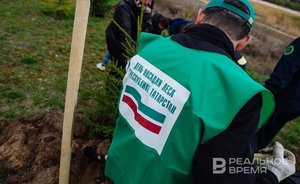 В Татарстане высадили более 2 млн саженцев деревьев