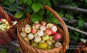 Эксперты рассказали, как обеспечить регулярное плодоношение яблонь