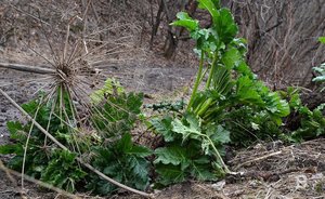 На ликвидацию борщевика в двух районах Казани потратят 5,6 млн рублей