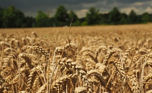 ​Россия потеряла до 1,5 миллиарда долларов из-за пошлин на поставки зерна в Турцию