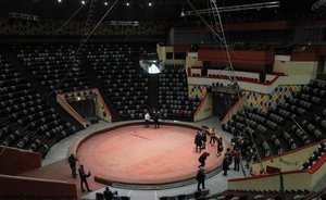 Депутат Госдумы предложил запретить диких животных в цирке после драки слонов в Казани