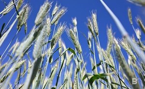 МИД России: Москва не удовлетворена прогрессом экспорта сельхозпродукции