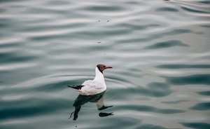 ВЦИОМ: в турфирмы летом обращались только 10% россиян