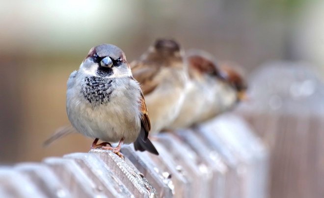 В «Ашане» в казанском «Парк Хаусе» заметили воробьев