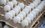 Правительство России одобрило обнуление пошлин на импорт яиц