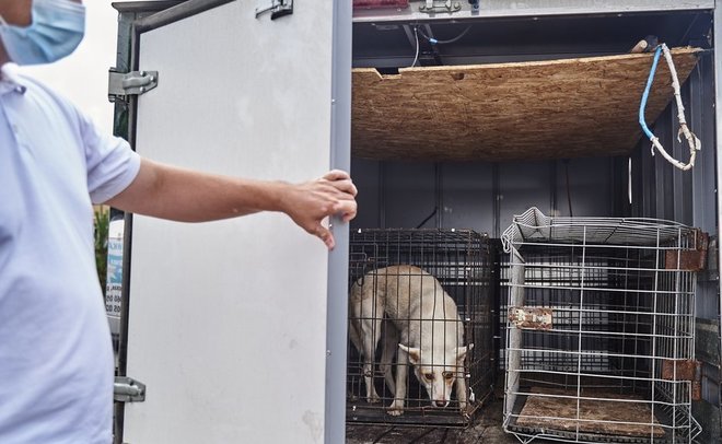 В двух сельских поселениях Татарстана установили карантин по бешенству животных