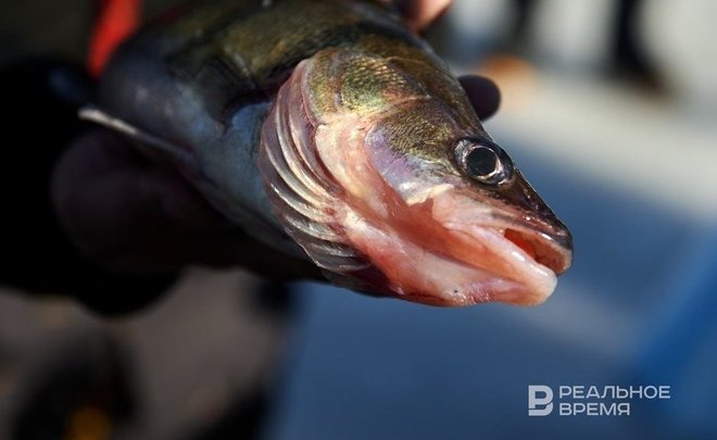 Почему нельзя ловить рыбу во время нереста | Информация