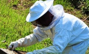 В Башкирии появится социальная сеть для пчеловодов
