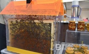 В Башкирии пчелы укусили двух детей 465 раз