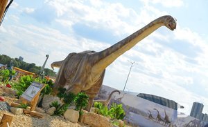 В Якутии обнаружили самое северное место обитания крупных динозавров-зауроподов
