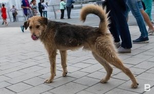 В одном из районов Челнов ввели карантин по бешенству