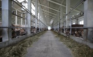 В Татарстане в молочное животноводство инвестируют 20 млрд рублей за два года