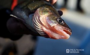 Челнинца признали виновным в незаконном вылове рыбы