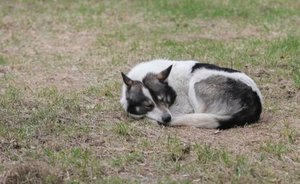 В селе Альметьевского района Татарстана сняли карантин из-за бешенства животных