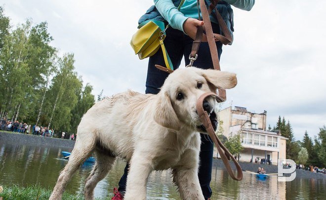 В Казани откроют муниципальную гостиницу для животных