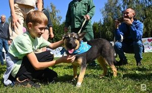 В одном из районов РТ отменили карантин из-за заболевания бешенством животных, однако ввели его в другом