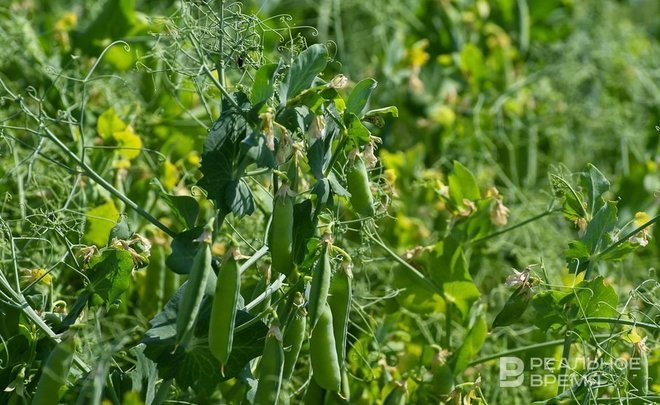 Ученые помогут Татарстану в борьбе с засухой