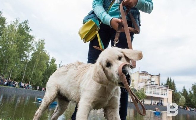 Исследование: 64% казанцев предпочитают заводить собак в качестве домашних любимцев