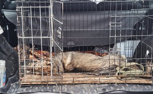 В селе Тукаевского района установили карантин по бешенству животных