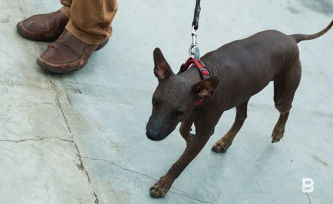 Илья Зуев: при отлове собак в Челнах в декабре — январе не пострадало ни одно животное