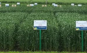 Минсельхоз России: аграрии собрали второй по объему в постсоветской истории урожай