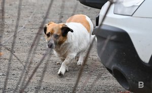 Метшин заявил, что власти Казани стараются цивилизованно и гуманно решить проблему бездомных собак